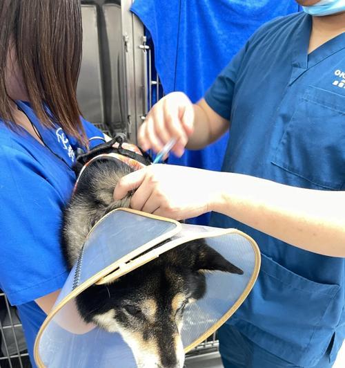 柴犬被咬后主人是否需要打针？费用大概是多少？