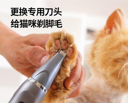 泰迪脚毛修理需要多少钱？修理过程中有哪些注意事项？