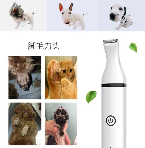 泰迪脚毛修理需要多少钱？修理过程中有哪些注意事项？