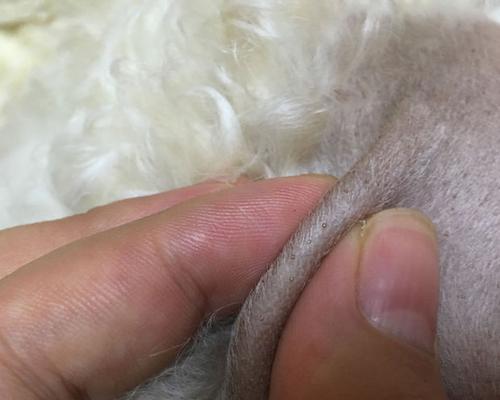 泰迪脚毛修理需要多少钱？修理过程中有哪些注意事项？