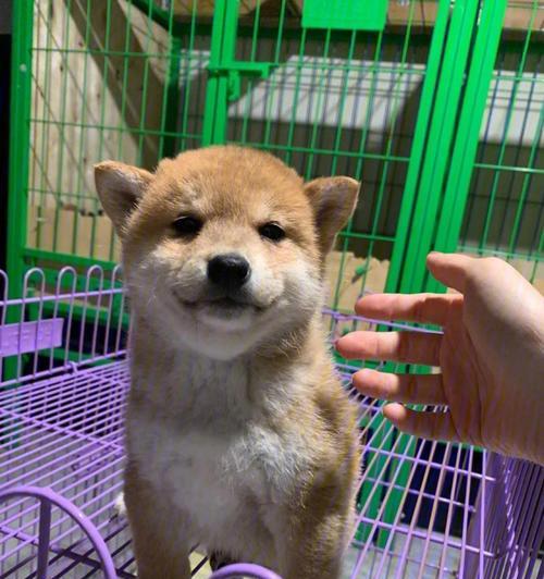 小柴犬美甲店的地址和价格是多少？
