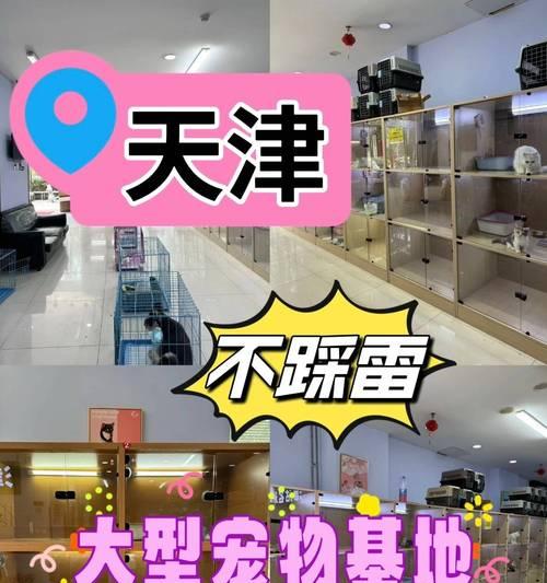 永康宠物店柴犬的价格是多少？购买时需要考虑哪些因素？