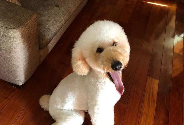 青州地区泰迪犬剪毛的费用是多少？