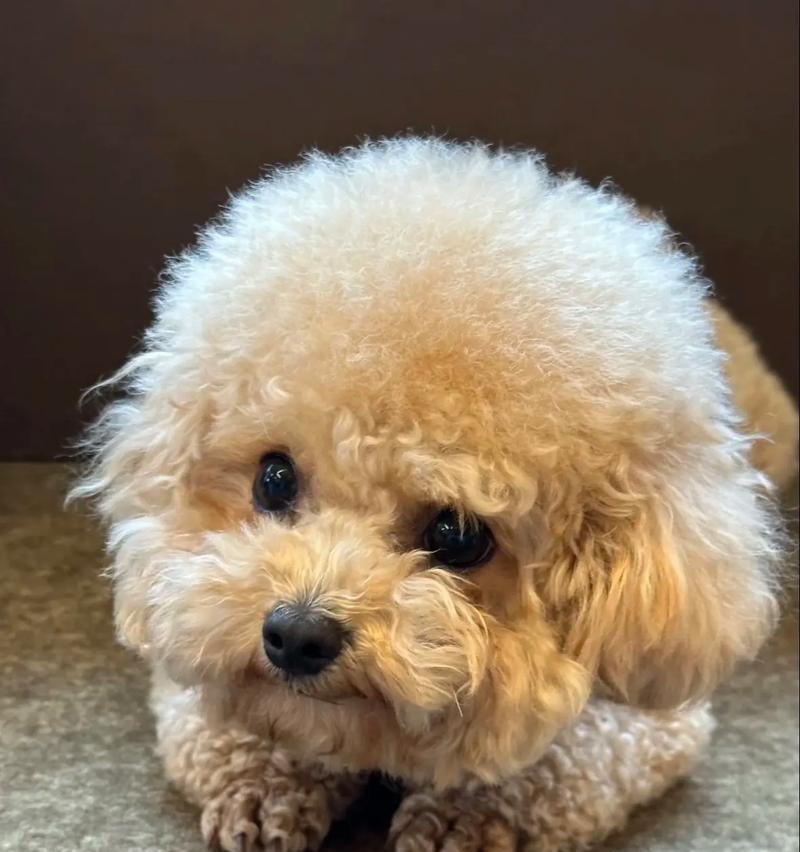 白沙公园捡泰迪多少钱一个？白沙公园的泰迪犬有什么特点？