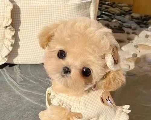白沙公园捡泰迪多少钱一个？白沙公园的泰迪犬有什么特点？