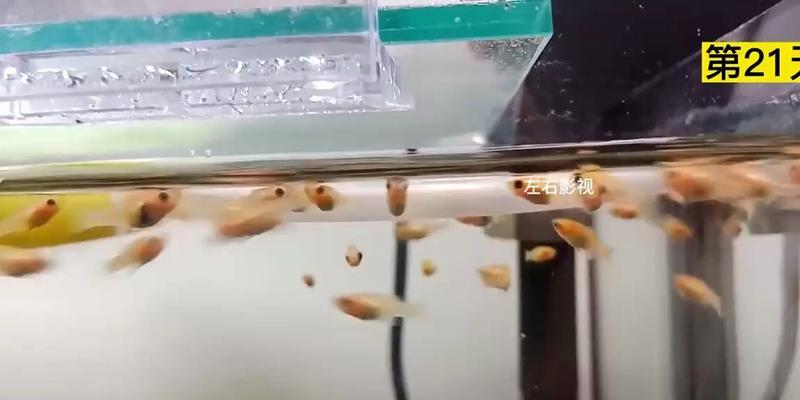 难产的鱼苗如何处理？难产原因有哪些？