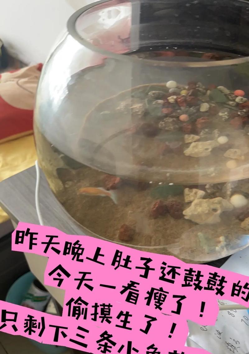 难产的鱼苗如何处理？难产原因有哪些？
