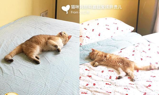 狗吃了猫粮后不吃饭怎么办？如何让狗恢复食欲？
