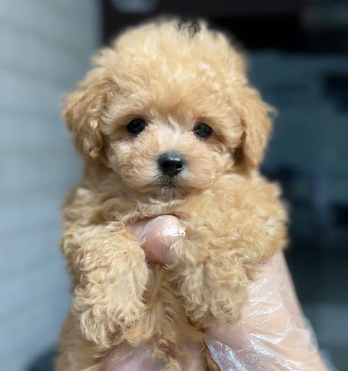 迷你体泰迪狗一般多少斤？迷你泰迪的标准体重范围是多少？