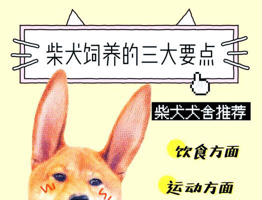 在日本如何养柴犬？养柴犬需要多少钱？