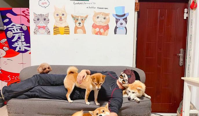 在日本如何养柴犬？养柴犬需要多少钱？