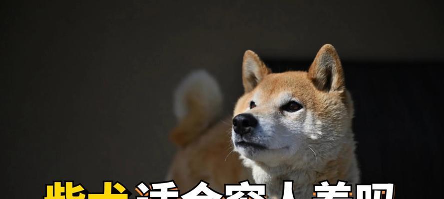 在日本如何养柴犬？养柴犬需要多少钱？