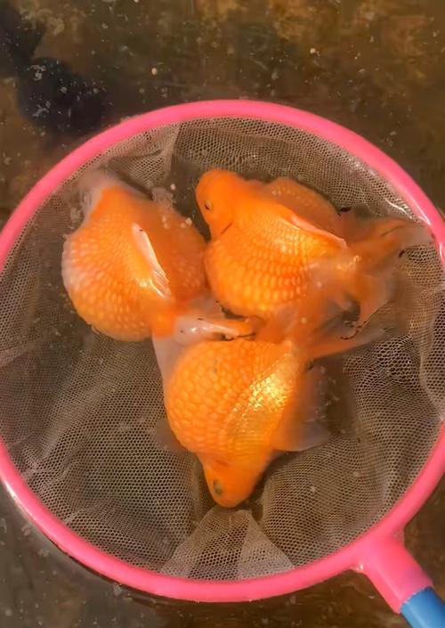 1元以下的鱼苗能否养殖？养殖成功的关键是什么？