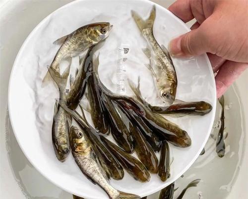 大头鱼苗3厘米能活吗？为什么有些鱼苗不能存活？
