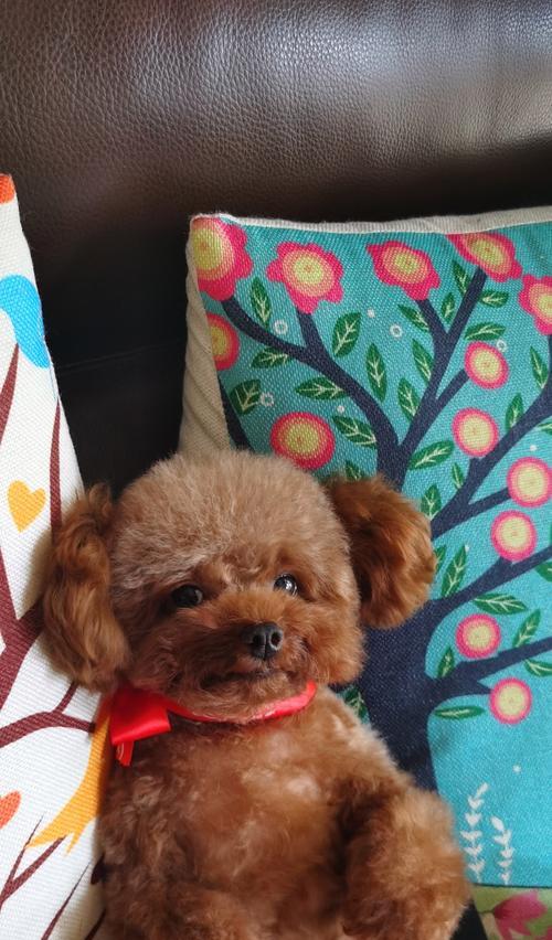 给泰迪犬剪发需要多少钱？选择宠物美容师时应该注意什么？