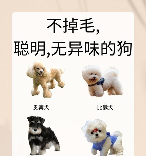 给泰迪犬剪发需要多少钱？选择宠物美容师时应该注意什么？
