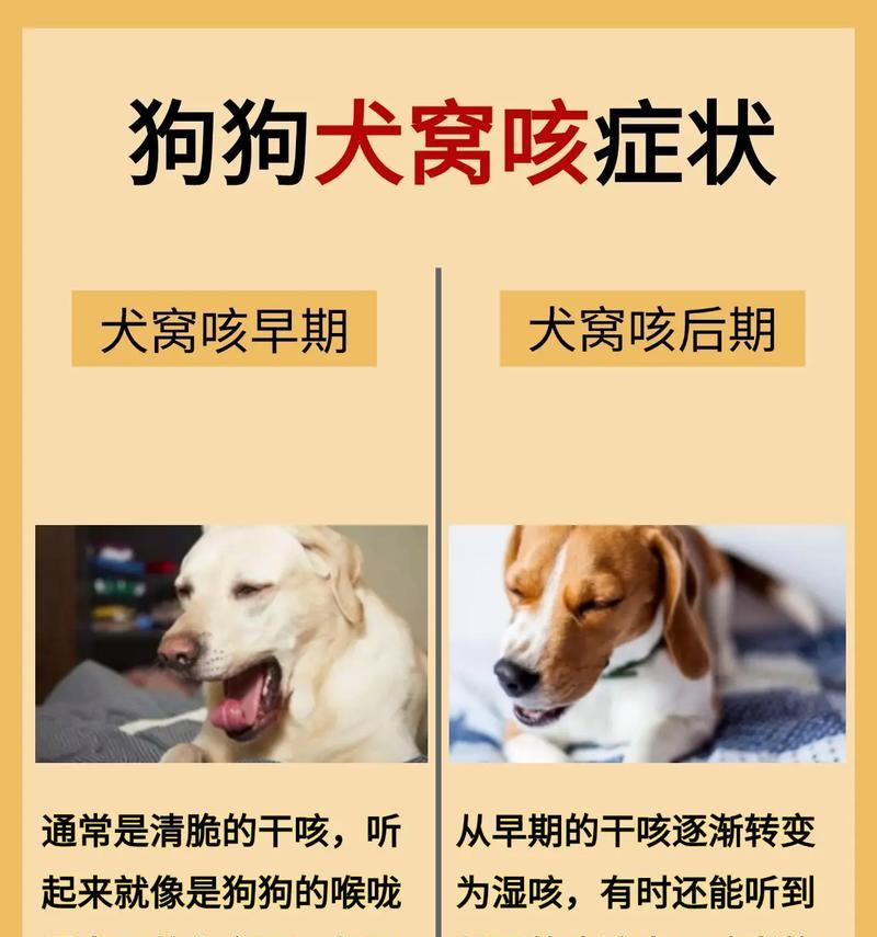 4岁狗咳嗽且不吃硬粮是什么原因？应该怎么办？