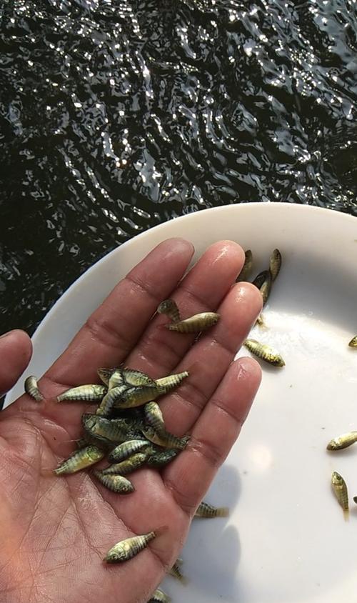 罗非鱼苗变黑是什么原因？如何预防和解决罗非鱼苗变黑的问题？