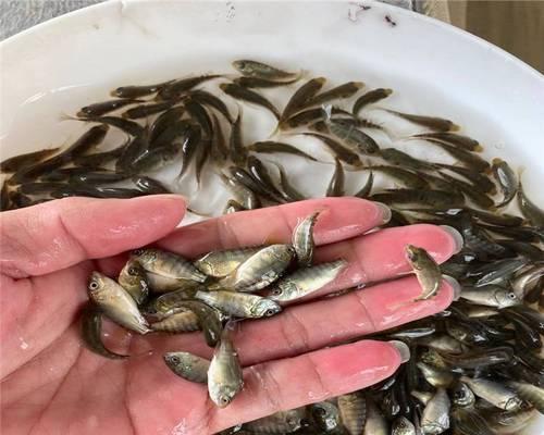 罗非鱼苗变黑是什么原因？如何预防和解决罗非鱼苗变黑的问题？