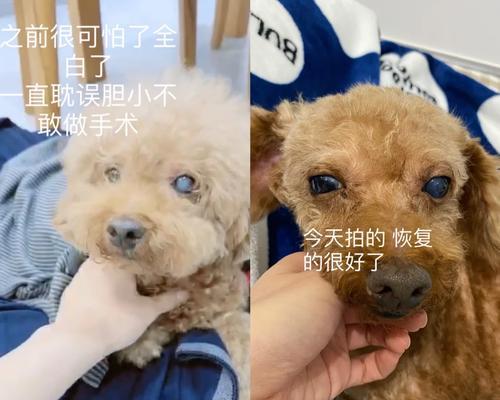 泰迪绝育手术的费用是多少？需要多少米？