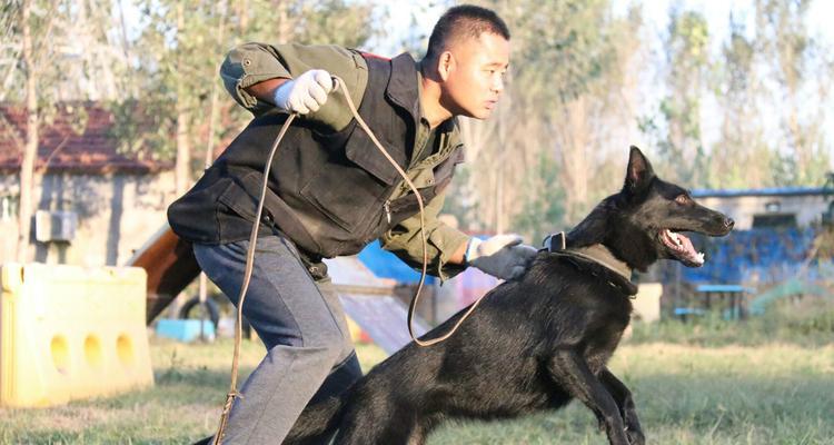 唐山柴犬寄养的费用是多少？选择寄养服务时应注意什么？