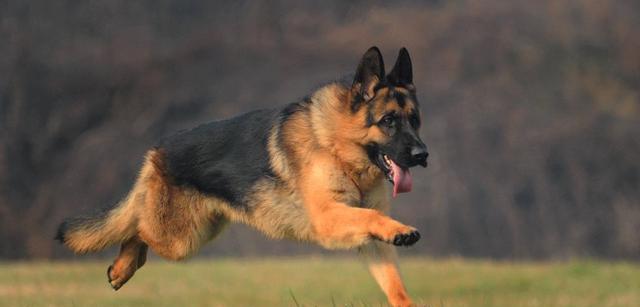 尖嘴巴大型犬有哪些品种？这些品种的特点是什么？