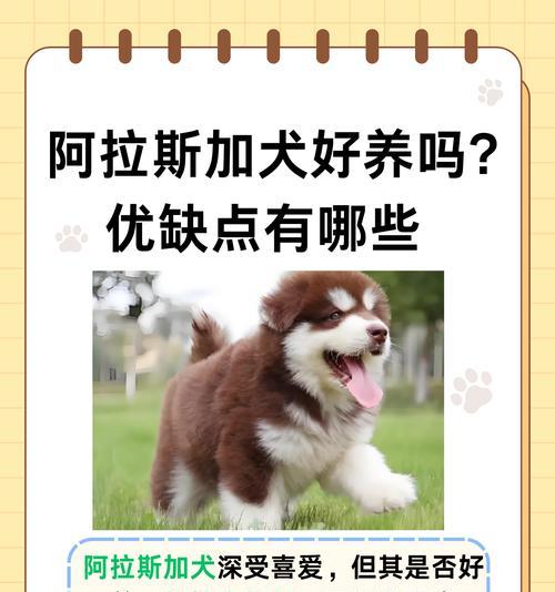 在海南可以养哪些大型犬品种？养犬需要遵守哪些规定？
