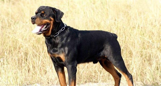 在海南可以养哪些大型犬品种？养犬需要遵守哪些规定？