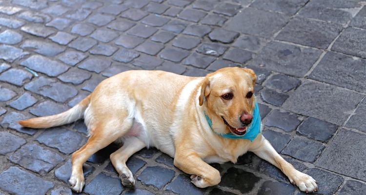 中小型犬服从训练有哪些有效方法？训练中应注意什么？