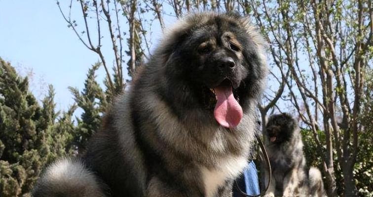 在新疆能见到哪些大型犬品种？它们的特征是什么？