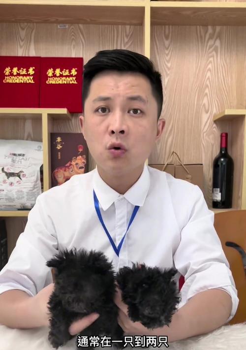 泰迪茶杯犬免费领养需要多少钱？