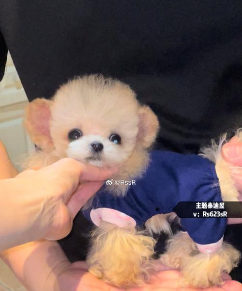 泰迪茶杯犬免费领养需要多少钱？