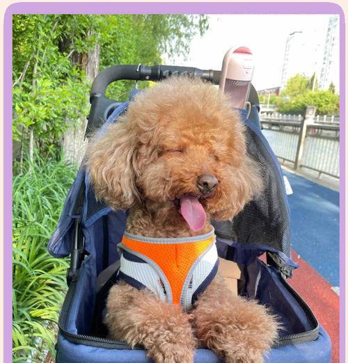 泰迪犬体重5斤时应吃多少鸡胸肉？如何合理安排泰迪的饮食？