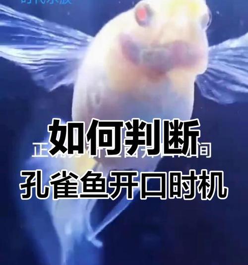 为何天气热时孔雀鱼苗容易死亡？