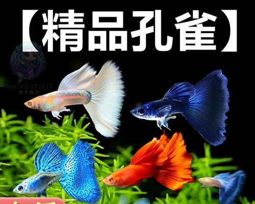 为何天气热时孔雀鱼苗容易死亡？