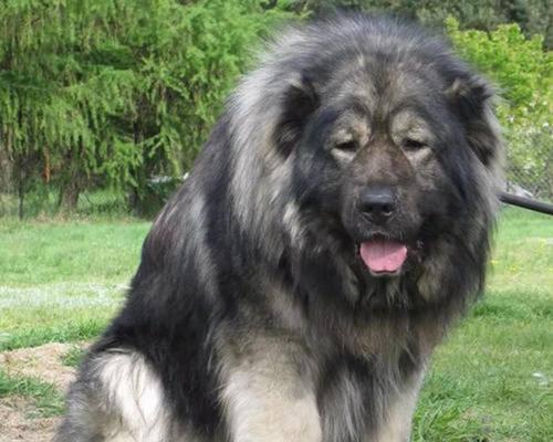 大狗中的小型犬品种有哪些？