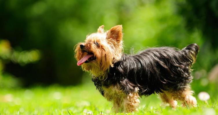 大狗中的小型犬品种有哪些？