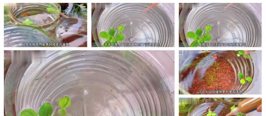 孔雀鱼苗配什么缸好养活？孔雀鱼苗的养殖环境应该如何设置？