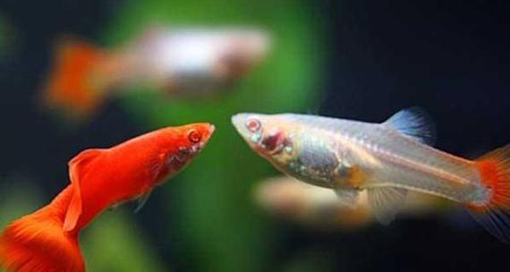 孔雀鱼苗配什么缸好养活？孔雀鱼苗的养殖环境应该如何设置？
