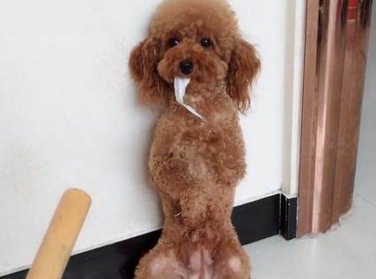 泰迪多少钱一个？购买时如何辨别纯种与杂种？