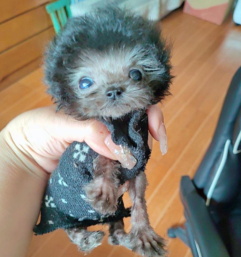 灰泰迪母狗多少岁后不宜再生育？