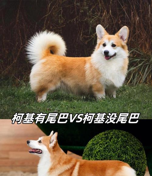 大型犬专用囚笼有哪些型号？哪种更适合我的狗狗？