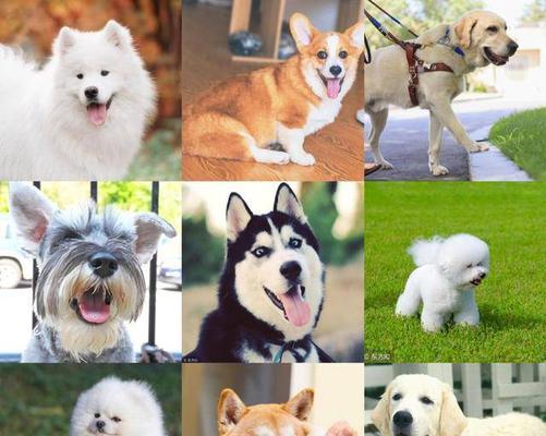 大型犬专用囚笼有哪些型号？哪种更适合我的狗狗？