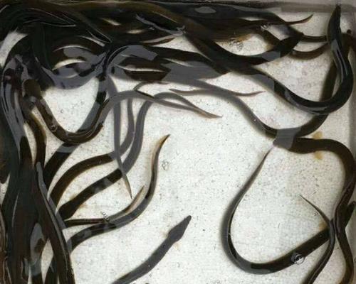 捕捞鳗鱼苗需要什么许可证？如何合法进行鳗鱼苗捕捞？