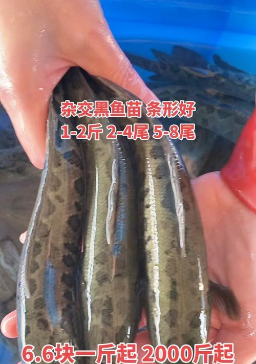 哪里可以买到黑鱼苗？池塘条件有什么要求？