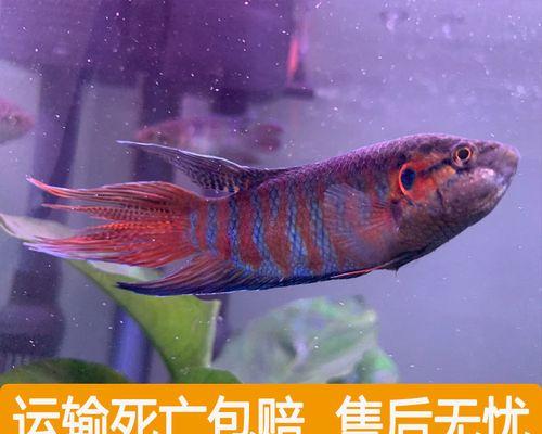 斗鱼鱼苗何时能成型？成型过程中需要注意什么？