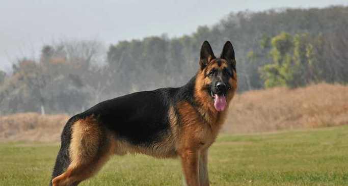 德国小型犬品种有哪些？各自的特性是什么？