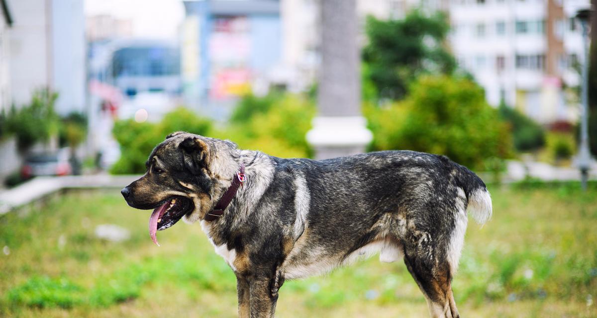 德国小型犬品种有哪些？各自的特性是什么？