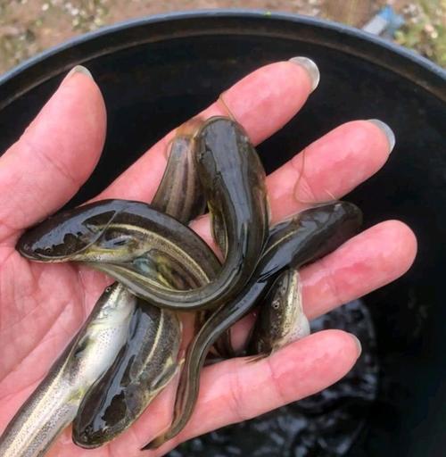 鱼苗下塘后不发育的可能原因有哪些？