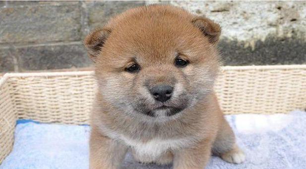 柴犬嘴管的正常长度是多少？卖小狗的小泰迪多少钱？